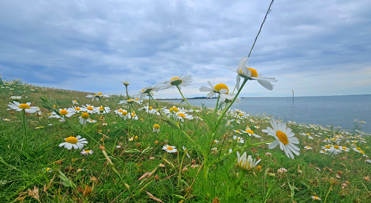 Blumenwiese
